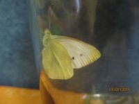 IMG_2602.JPG