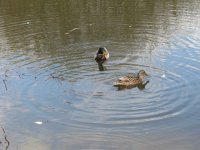 IMG_0451.JPG