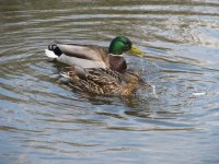 IMG_0452.JPG