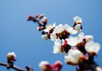 DSC_4707.jpg