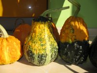 IMG_8996.JPG