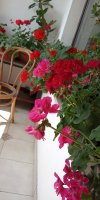 IMG_20190621_144053.jpg