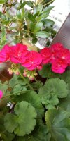 IMG_20190621_144130.jpg