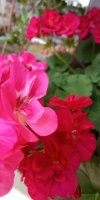 IMG_20190621_144125.jpg