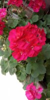 IMG_20190621_144109.jpg