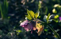 IMG_2732.JPG
