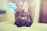 birthday cat.jpg