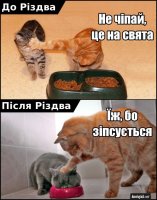 котики.jpg