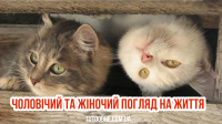 коти.png