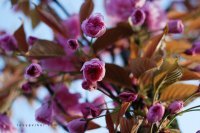 DSC_4245.jpg