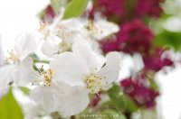 DSC_4411.jpg