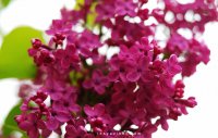 DSC_4454.jpg