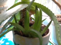 Изображение 005.jpg