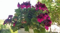 20150607_154520_HDR.jpg