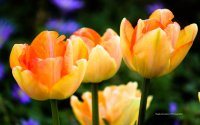 10_baghyakannan_tulip.jpg