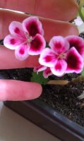 IMAG0526.jpg