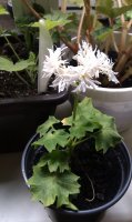 IMAG0531.jpg