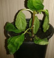 2015-07-08 20.45.01-1-1.jpg