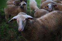 DSC_0146.jpg
