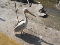 DSCN6520.JPG