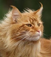 mainecoon3.jpg