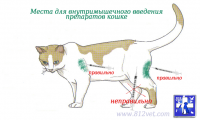 feline-muscle.png