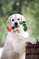 golden-retriver.jpg