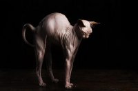 Sphynx_Cats_20.jpg