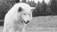 tumblr_mzk1xxiXxN1t1ybuvo1_500.gif