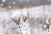 DSC_7524.jpg