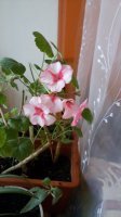 20160211_111308.jpg
