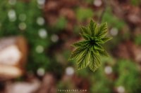DSC_3680.jpg