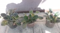 20160319_131617.jpg