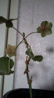20160319_143319.jpg