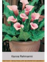 Rehmannii-170x220.jpg