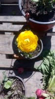 IMG_20160325_121919.jpg