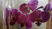 IMG_20160322_085511.jpg