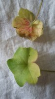 20160329_093835.jpg