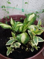 20160410_091227.jpg