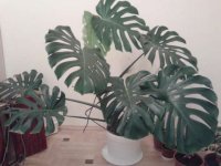 320954636_1_644x461_monstera-lvov.jpg