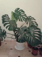 320954636_2_644x461_monstera-fotografii.jpg