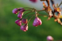 DSC_9258.jpg