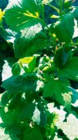 IMG_20160423_145258_367.jpg
