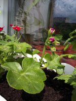20160424_150944.jpg