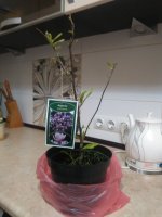 IMG_20160427_220522.jpg