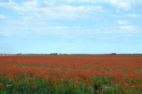 DSC_1193.JPG