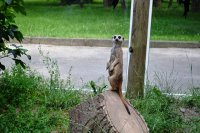 DSC_0113.JPG