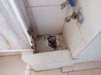 IMG_20160625_101325.jpg