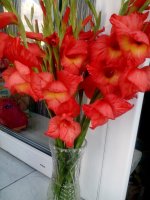 IMG_20160730_190956.jpg