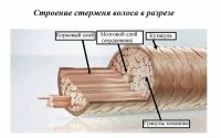 будова волосини.jpg